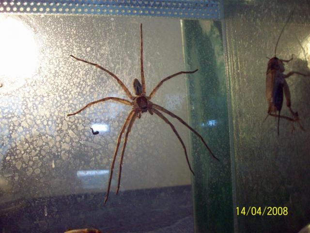 H. venatoria