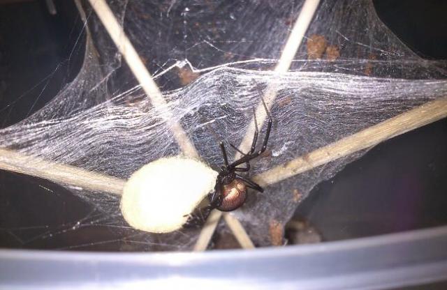 Latrodectus hasselti