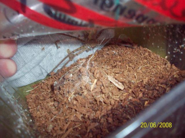 Heteropoda venatoria
