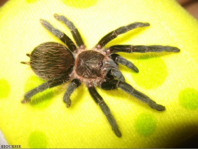 L. parahybana