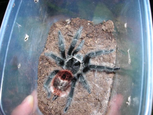 Grammostola iheringi