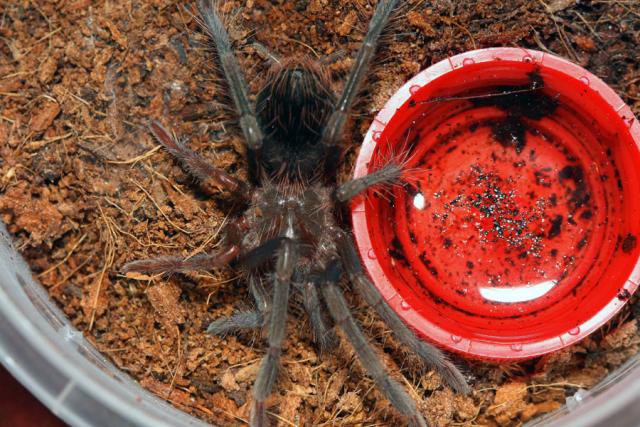 Xenesthis immanis
