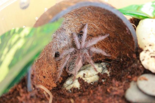 Lasiodora Parahybana