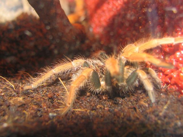 Megapbohema robustum