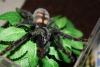 img_0063_t1.jpg