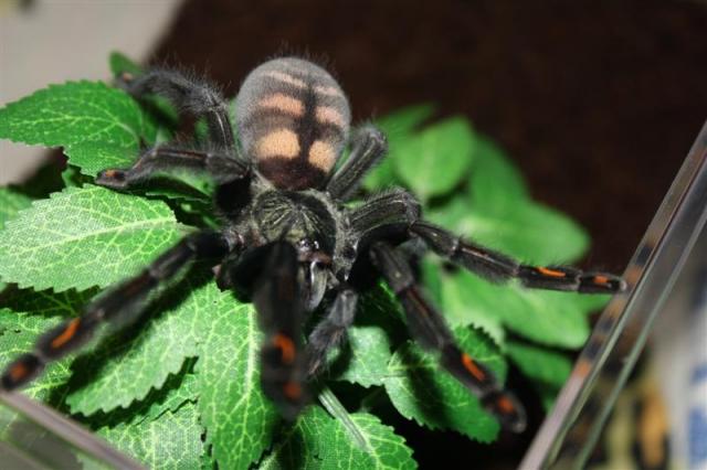 P. irminia
