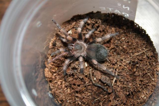 B. annitha