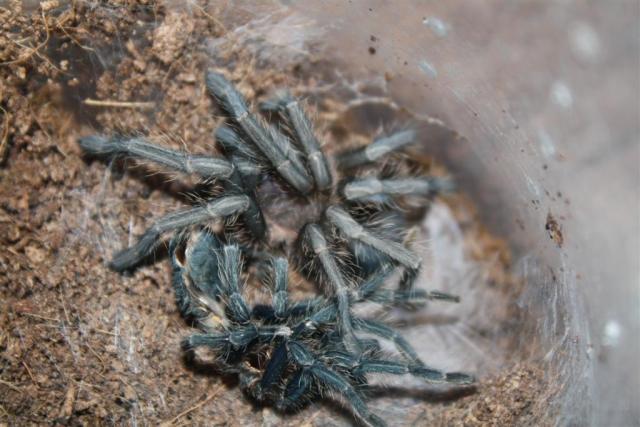 P. cancerides