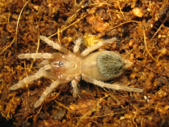 N.Chromatus