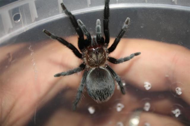 Brachypelma schroederi