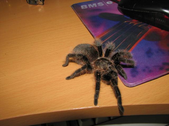 B.albopilosum