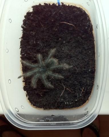 Theraphosa blondi L3 