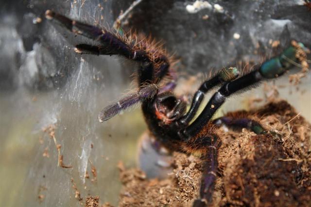 Lampropelma violaceopes