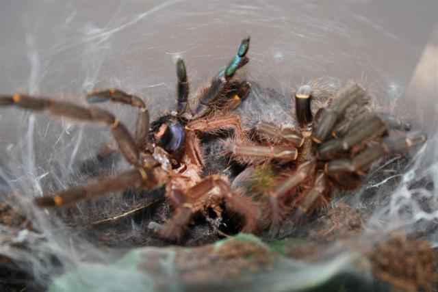 Ephebopus cyanognathus
