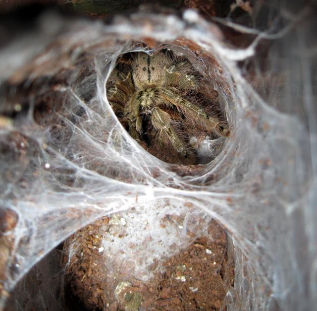 Stromatopelma Calceatum