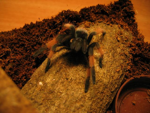 B. Smithi