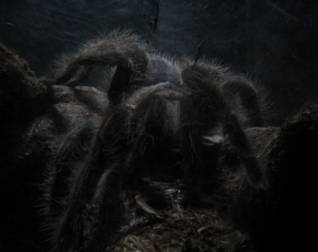 Mano Brachypelma Albopilosum