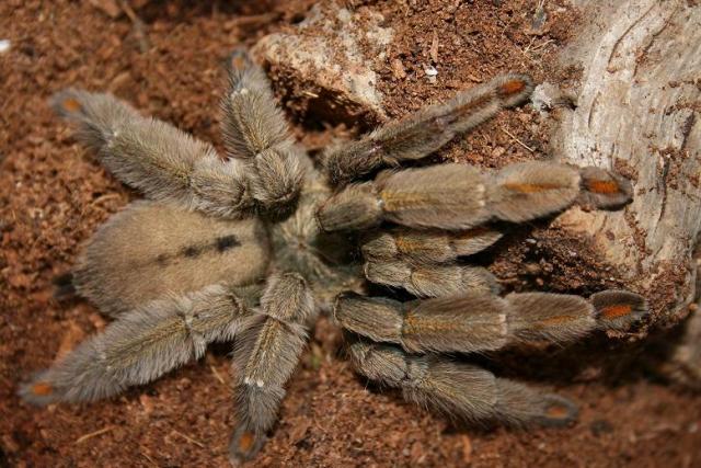 P. cambridgei L7