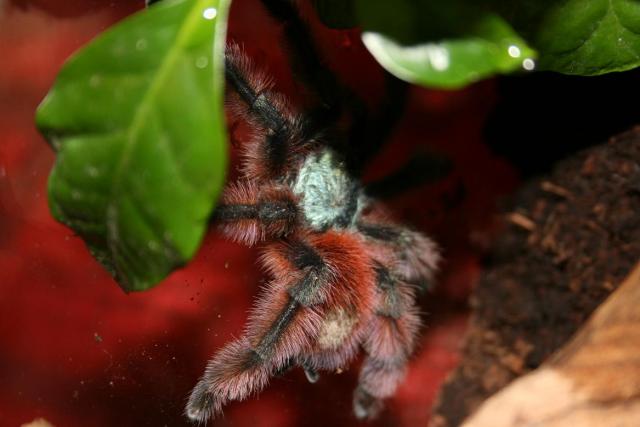 A. versicolor L5