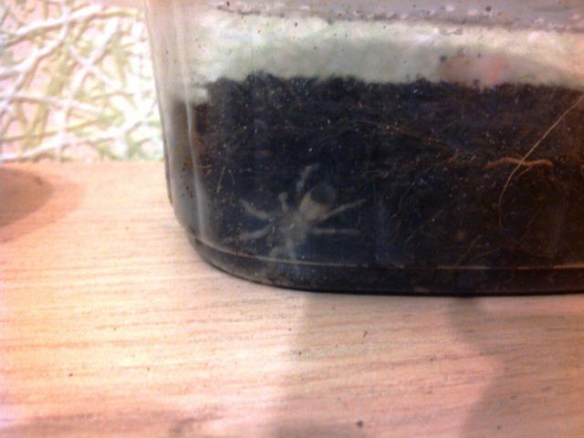 B. smithi