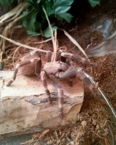 N chromatus