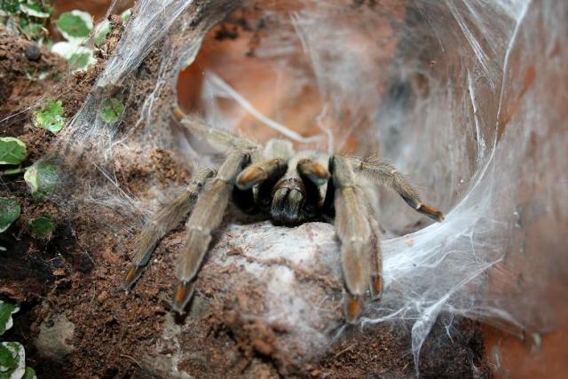 P. cambridgei - užsimiegojęs
