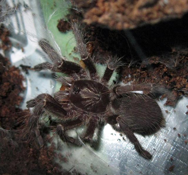 Ceratogyrus Marshalli