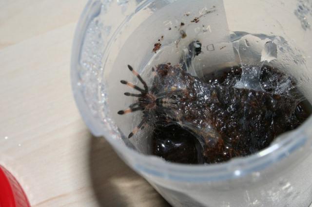 p. cambridgei