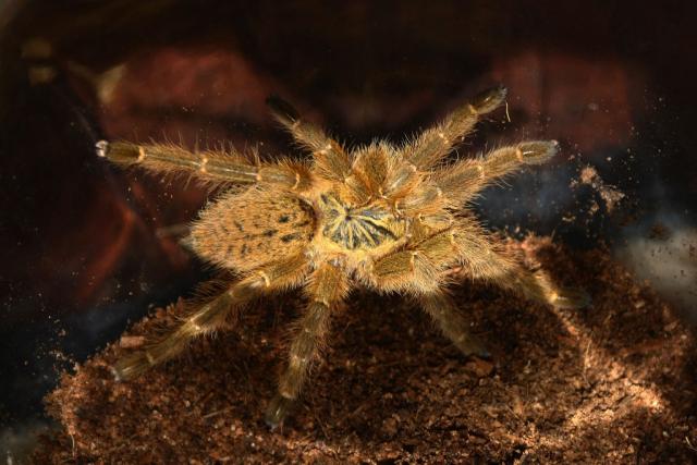 P.Murinus