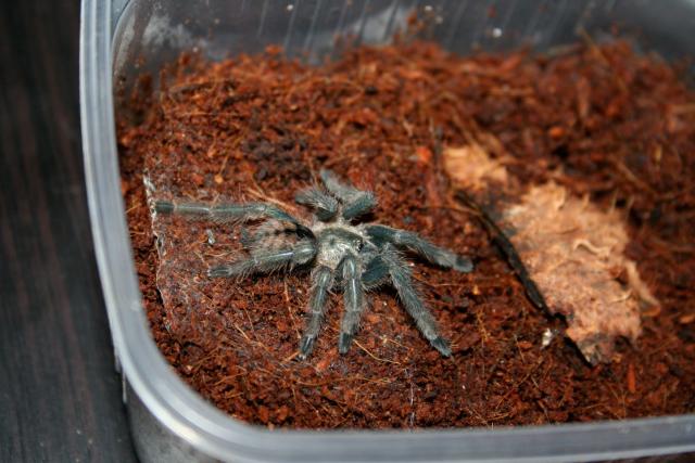 Psalmopoeus cambridgei L5