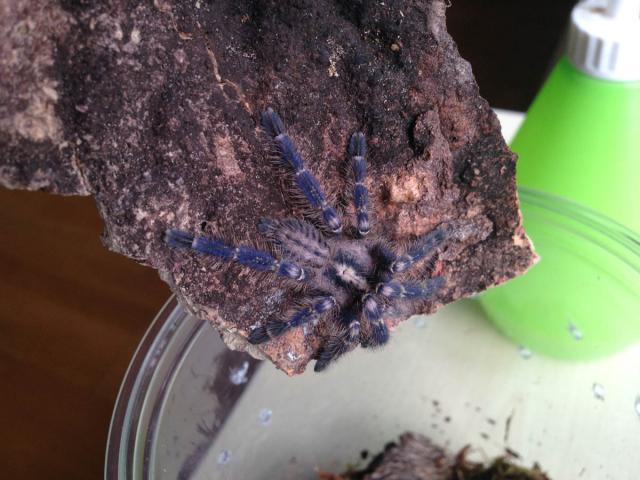 P.Metallica L5