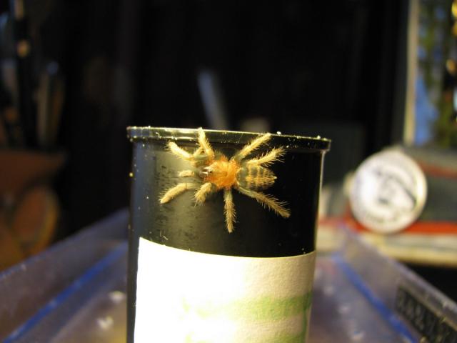 C. fasciatum