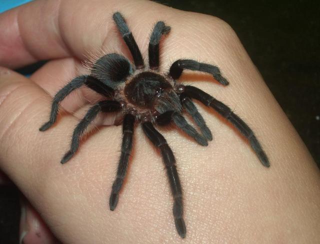 Brachypelma sp.