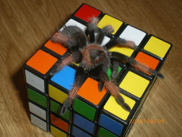 Brachypelma emilia