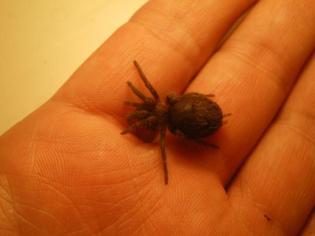 B. albopilosum