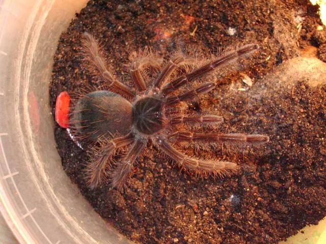 Theraphosa Blondi