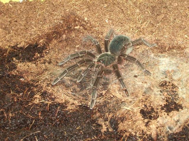Theraphosa Blondi