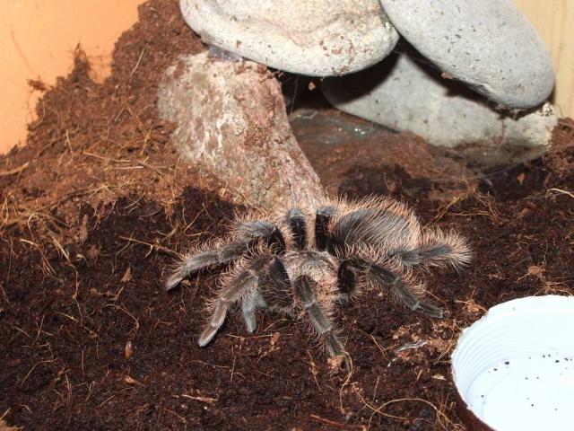 Brachypelma Albopilosum