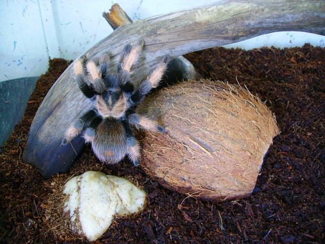 B. emilia