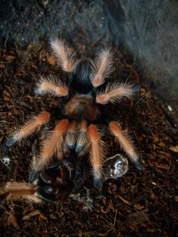 B. boehmei