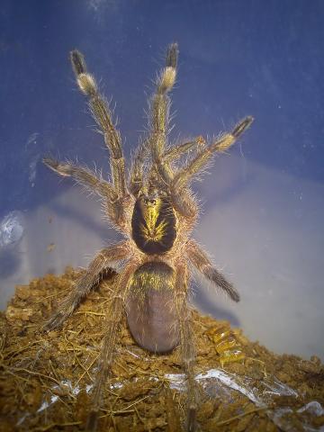Holothele Incei 