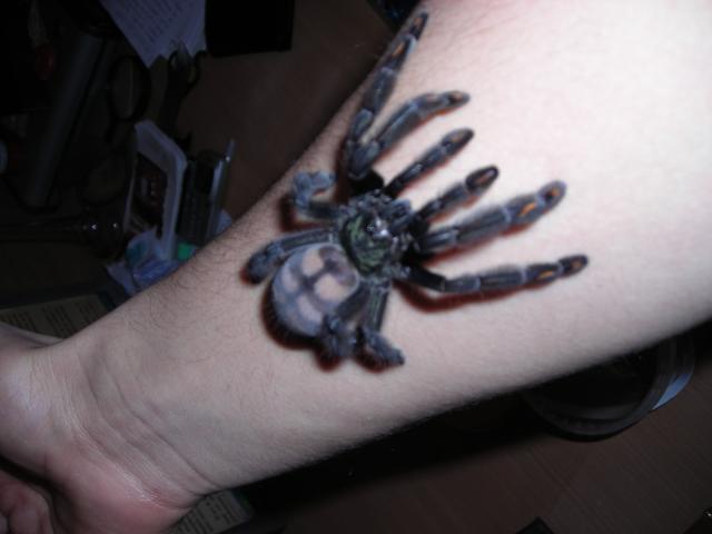 p.irminia
