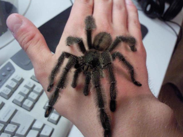 P. irminia