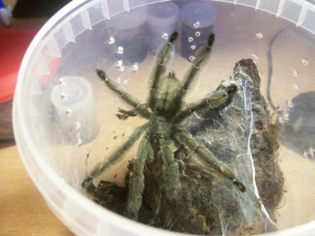 P. irminia