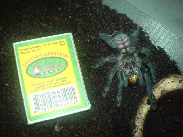 Psalmopoeus irminia