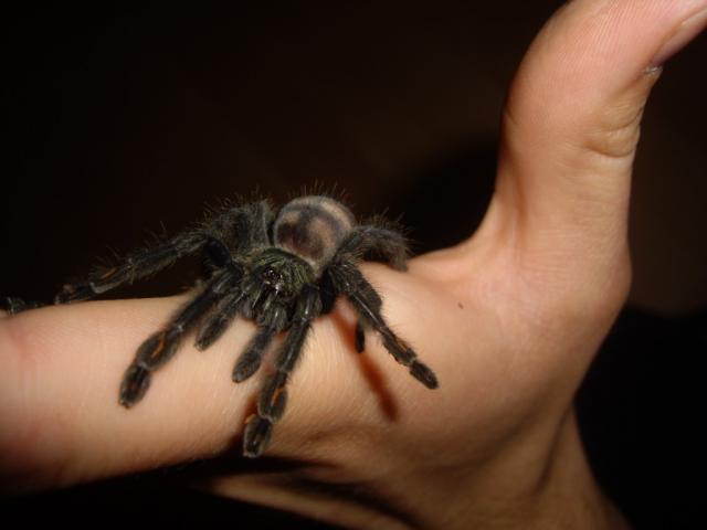 P. irminia