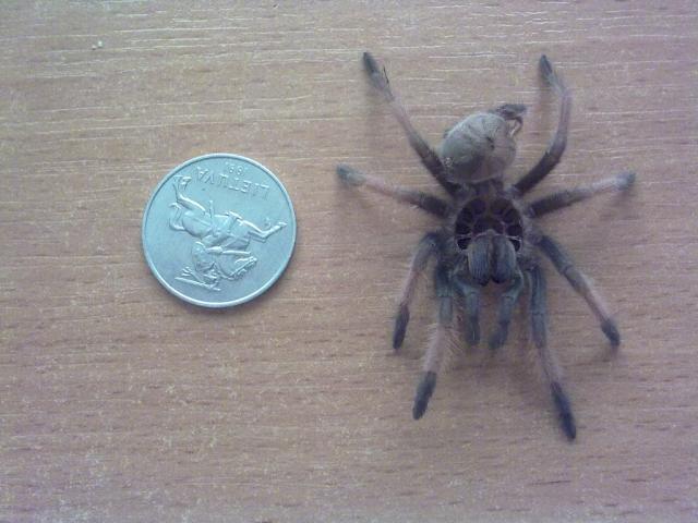 Brachypelma Emilia