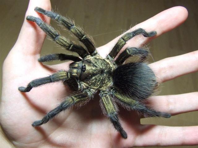 Phormictopus platus