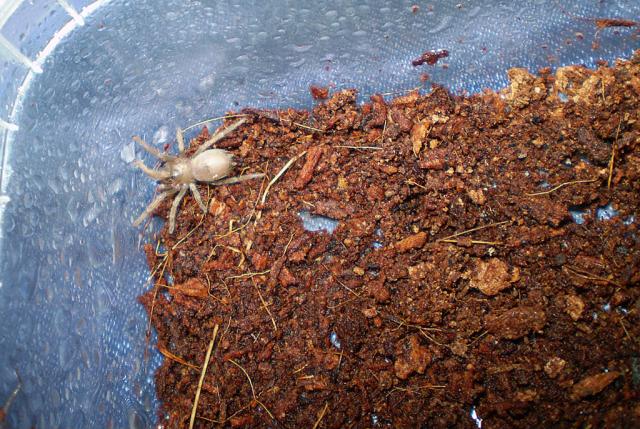 Brachypelma emilia
