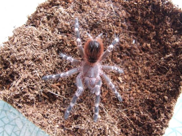 Acanthoscurria brocklehursti